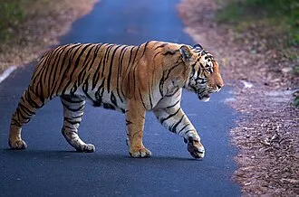 tiger