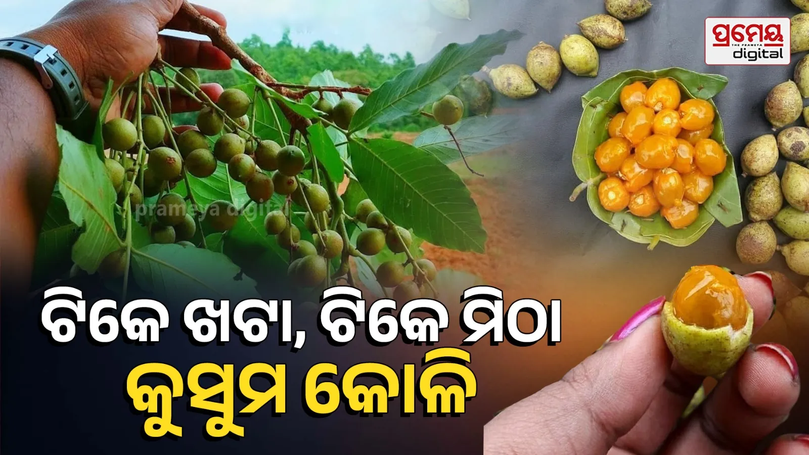kusuma koli