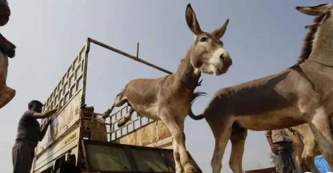 Pakistan Govt Allows Donkey Meat Export After China