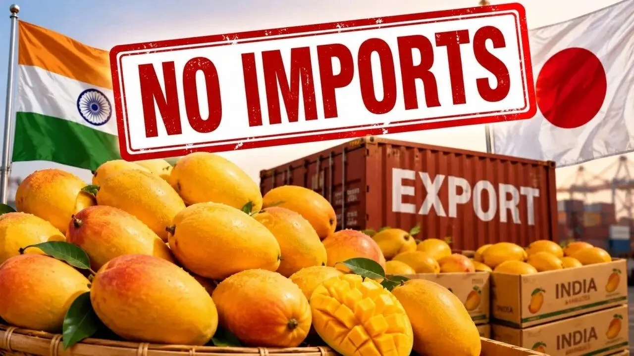 Japan bans Indian mangoes