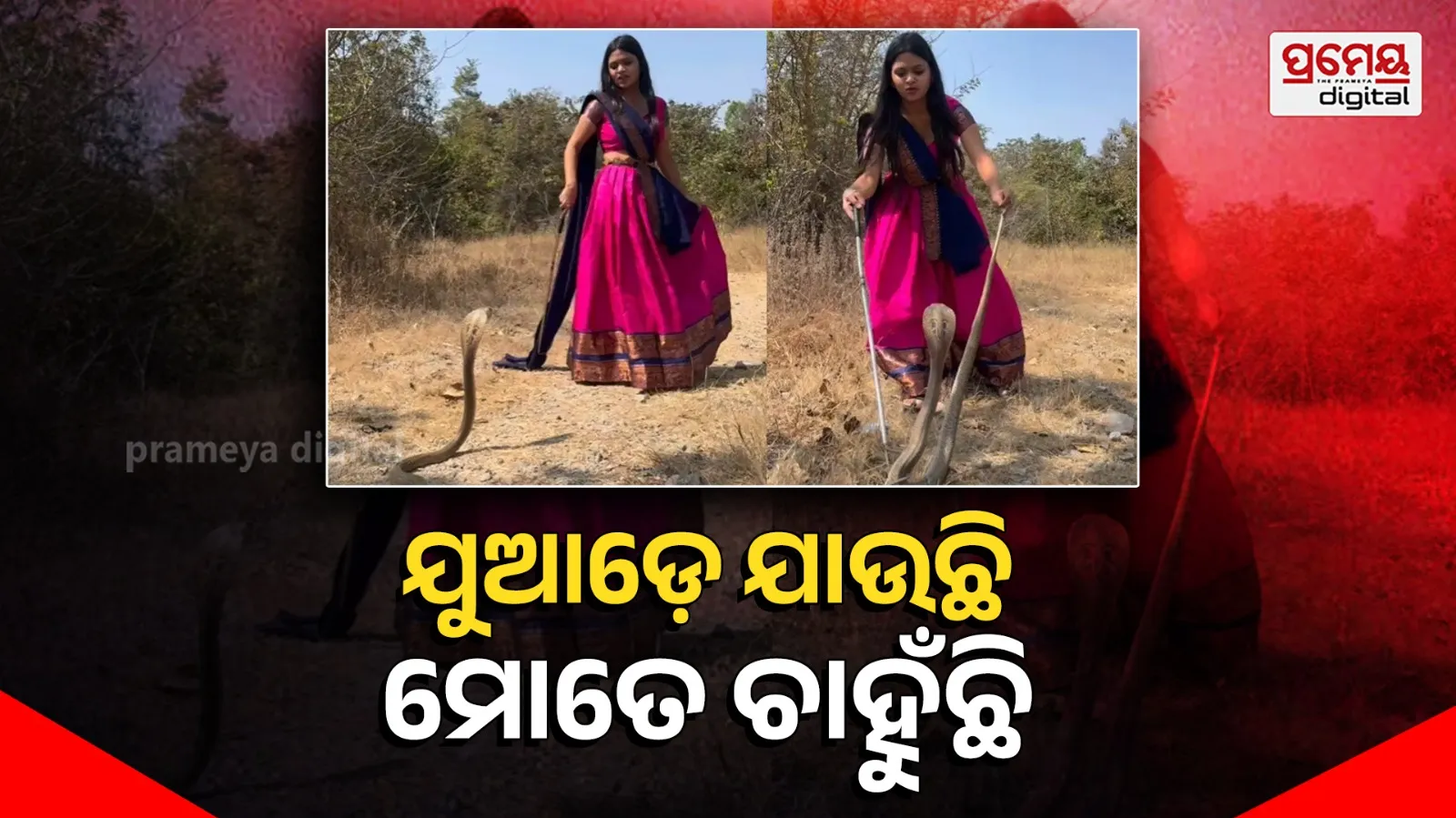 Shocking Cobra Rescue Video by Woman Takes Social Media by Storm