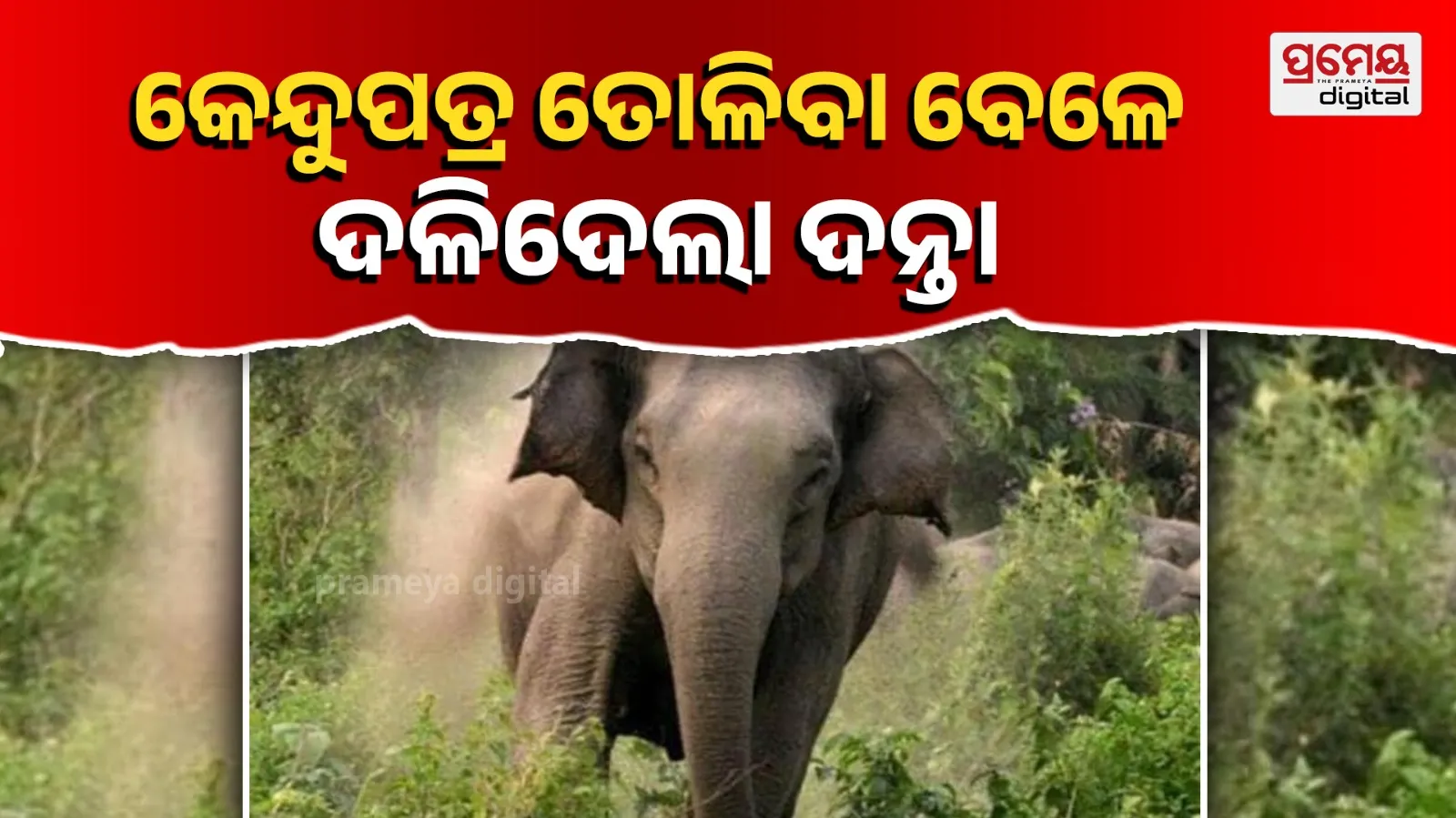 elephant