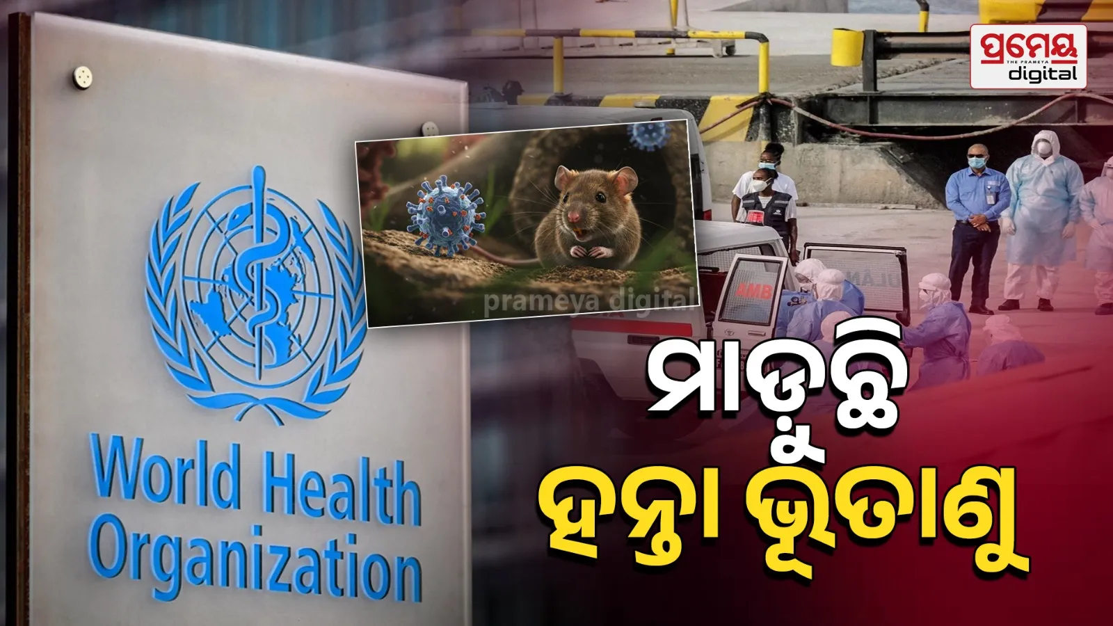 Hanta virus