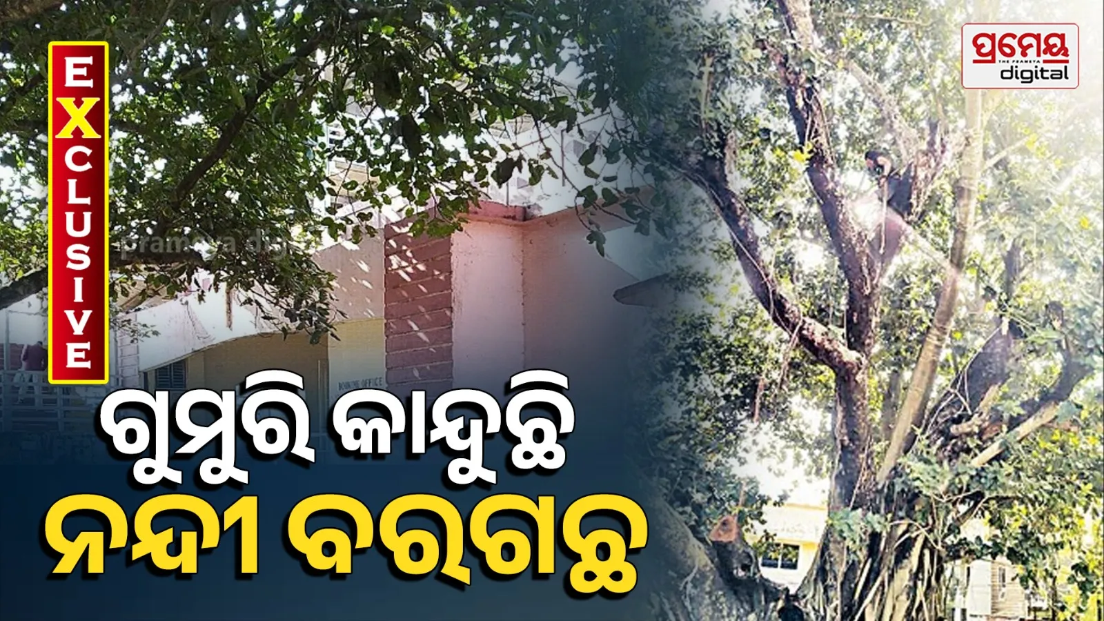 nandi banyeen tree 