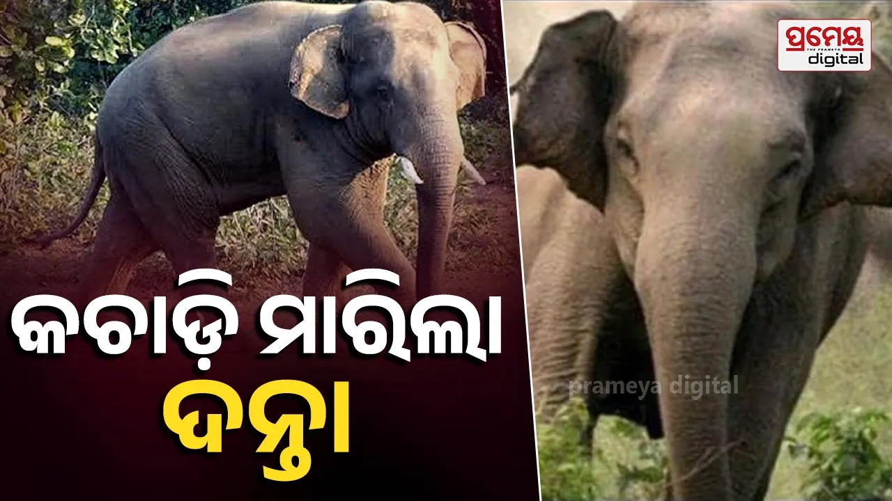 Elephant Attack