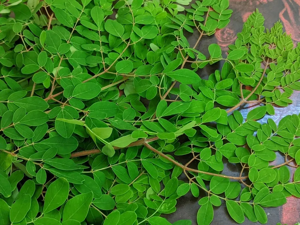 Moringa paratha and kidney health