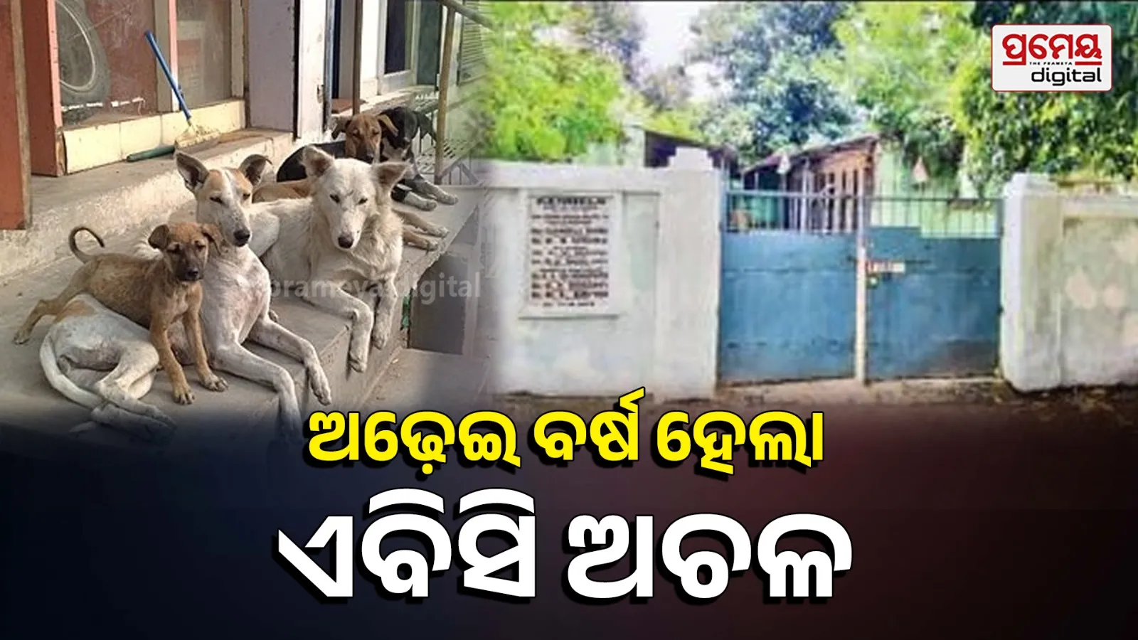 5,000 dogs sterilized in 14 years