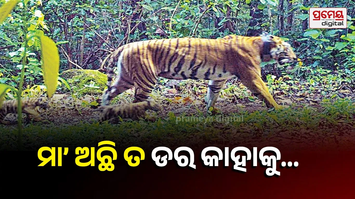 tiger 