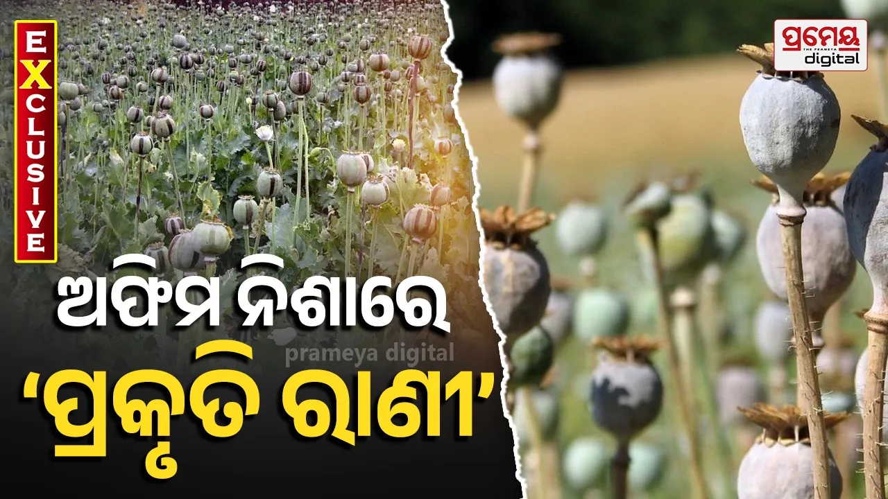 Opium Farming 