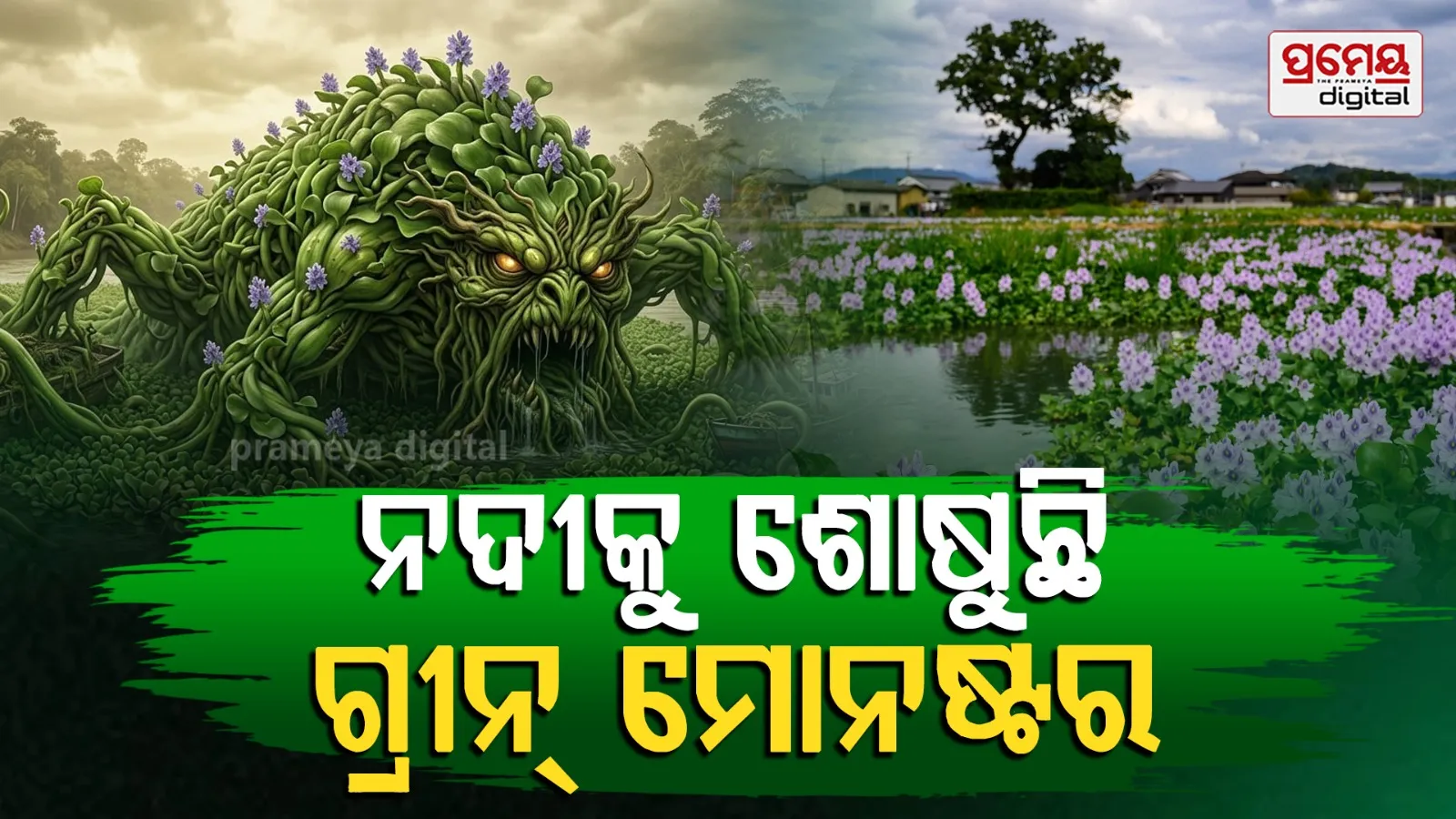 water hyacinth