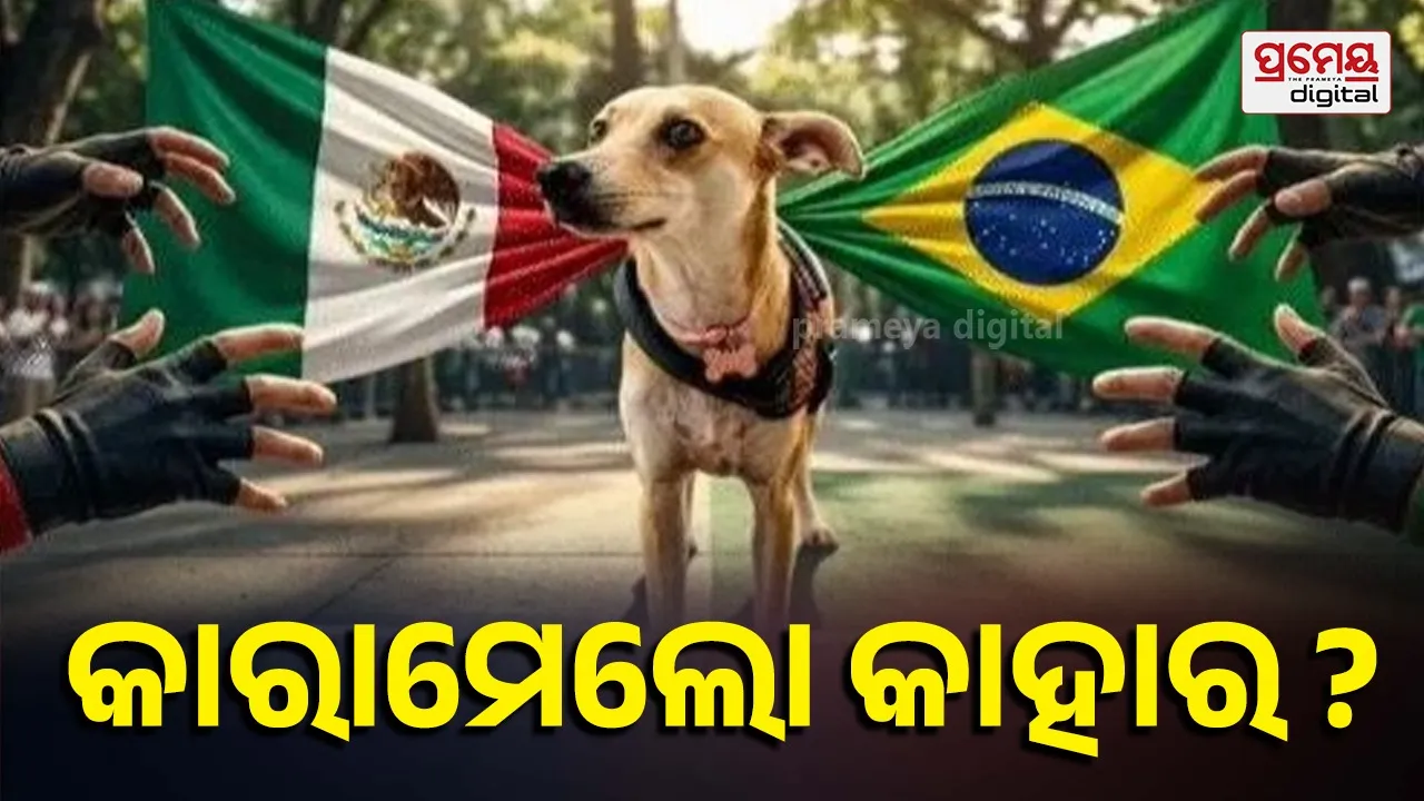 caramelo dog