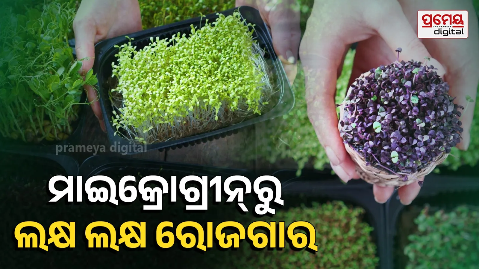 microgreen farming