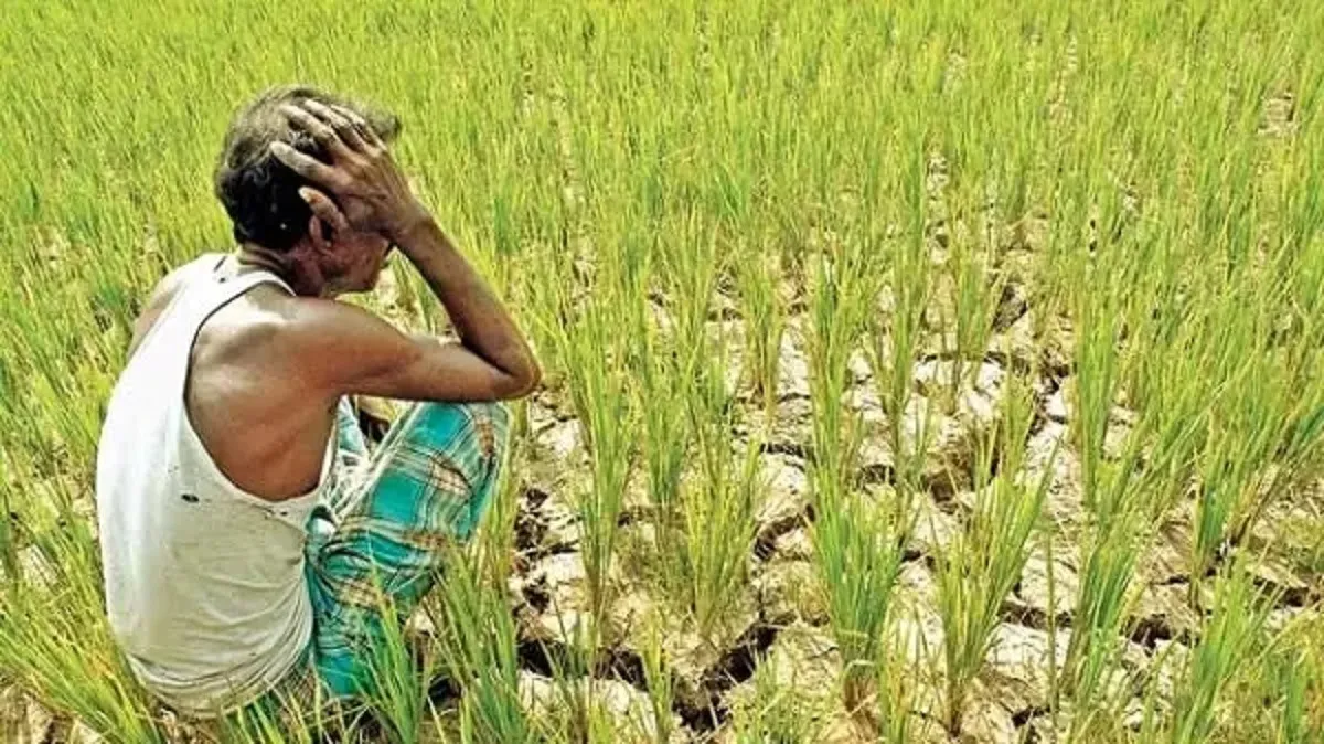 Odisha Climate Change: ଦୁର୍ବଳ ମୌସୁମୀ ଯୋଗୁଁ ଆକାଶରୁ ମେଘ ଗାଏବ, ଚାଷୀଙ୍କୁ ଘାରିଲାଣି ସ୍ୱଳ୍ପ ବର୍ଷା ଚିନ୍ତା, ୧୪ ଜିଲ୍ଲାର ୩୫%ରୁ କମ୍‌ ଜଳସେଚନ