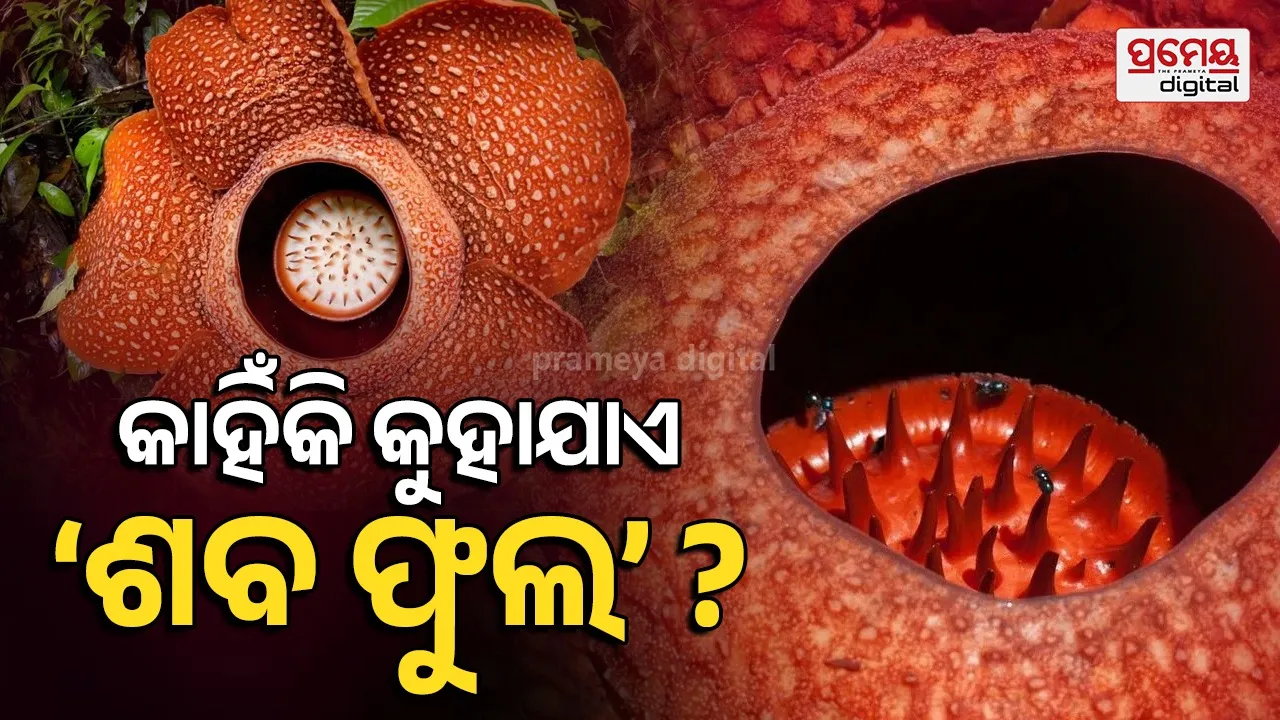 ବିଶ୍ୱର ସବୁଠାରୁ ବଡ଼ ଫୁଲ ରାଫ୍ଲେସିଆ ଆର୍ନୋଲ୍ଡାଇ: ୧୧ କେଜି ଓଜନ, ପଚା ମାଂସ ଭଳି ଦୁର୍ଗନ୍ଧ, ମାତ୍ର ୫ରୁ ୭ ଦିନ ବଞ୍ଚିଥାଏ