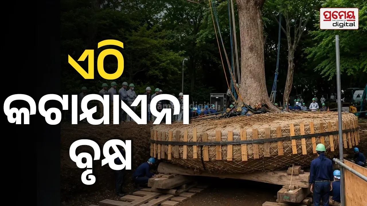 Tree Conservation : ଏହି ଦେଶରେ କଟାଯାଏନି ବିକାଶ ମାର୍ଗରେ ଦଣ୍ଡାୟମାନ ବୃକ୍ଷ, ଉନ୍ନତ ଟେକ୍ନୋଲୋଜିରେ କରାଯାଏ ସ୍ଥାନାନ୍ତର