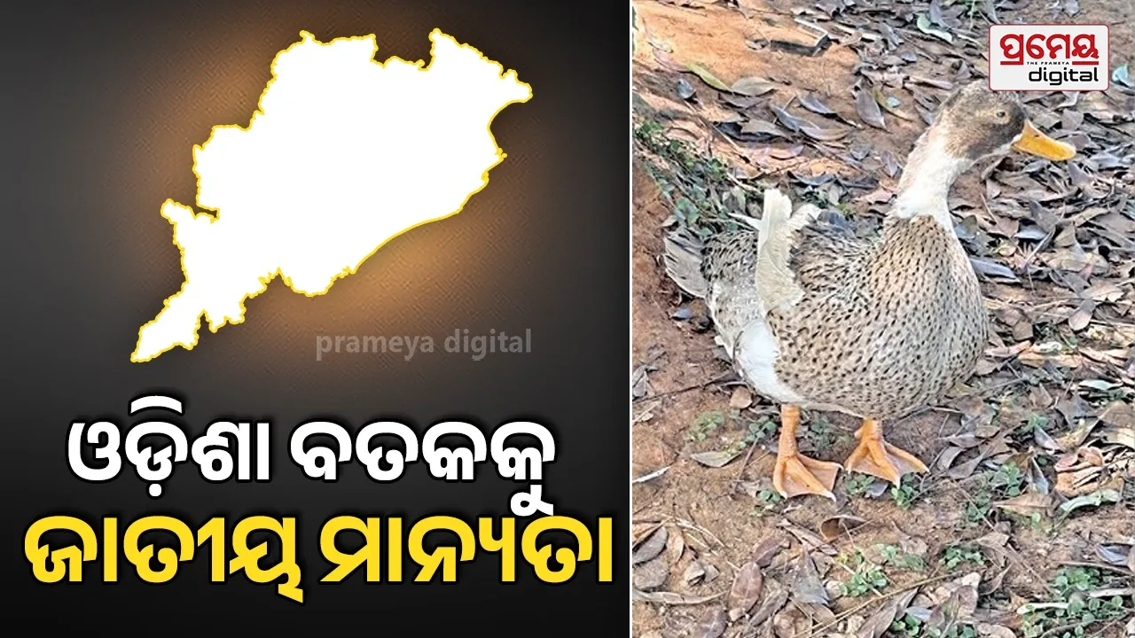 Odisha Kudu Duck: ମୟୂରଭଞ୍ଜର କୁଡ଼ୁ ବତକକୁ ମିଳିଲା ଜାତୀୟ ମାନ୍ୟତା; ବାର୍ଡ-ଫ୍ଲୁ ବି ହୁଏନି, ବାର୍ଷିକ ୧୪୯ଟି ଅଣ୍ଡା ଦିଏ