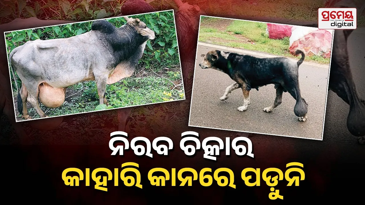 ନିର୍ବାକ ପଶୁଙ୍କ କଥା ବୁଝିବ କିଏ ? ଯନ୍ତ୍ରଣାରେ ଛଟପଟ ‘କାଞ୍ଚିଆ-କସରା’