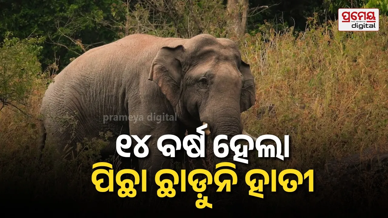 elephant