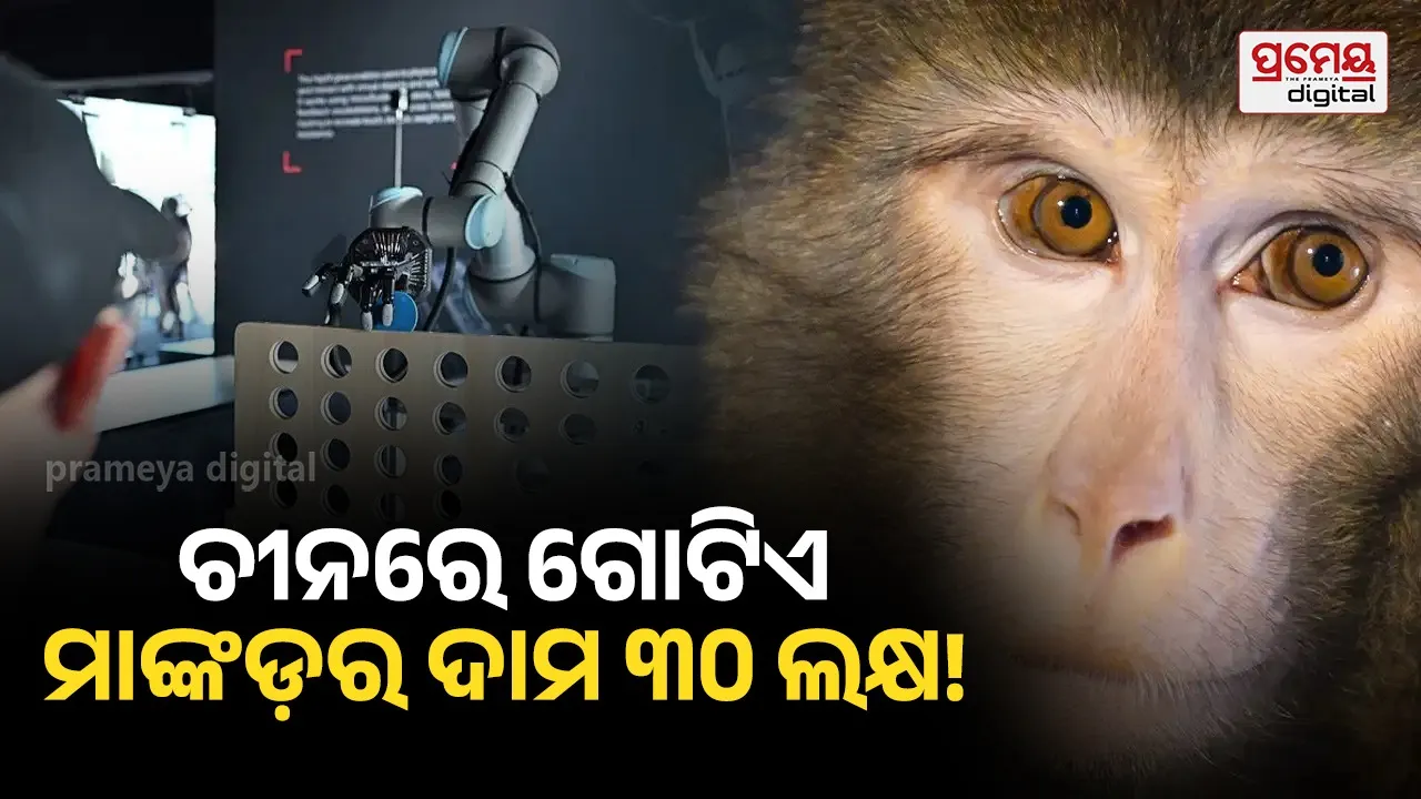 China macaque demand : ବେଜିଂରେ ହଠାତ୍ କାହିଁକି ମହଙ୍ଗା ହେଲେ ମାଙ୍କଡ଼ ? ଚାଲିଛି କୋଟି କୋଟି ଟଙ୍କାର ବ୍ୟବସାୟ