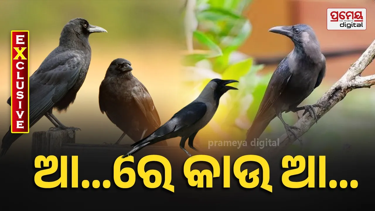 Crow population