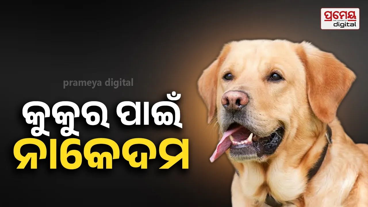 କୁକୁର ପାଇଁ ନାକେଦମ ପୋଲିସ ; ଅଜଣା ଶବ ଭାବି ଖୋଳାଗଲା ଗାତ, ବାହାରିଲା ମୃତ କୁକୁର