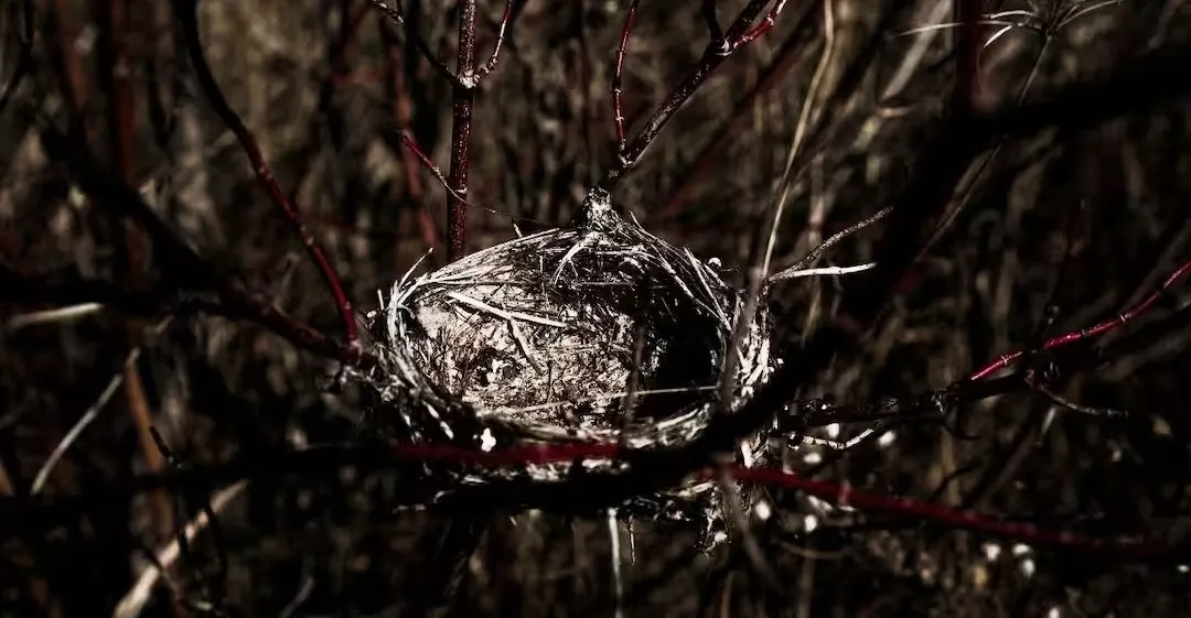 Bird Nest Soup