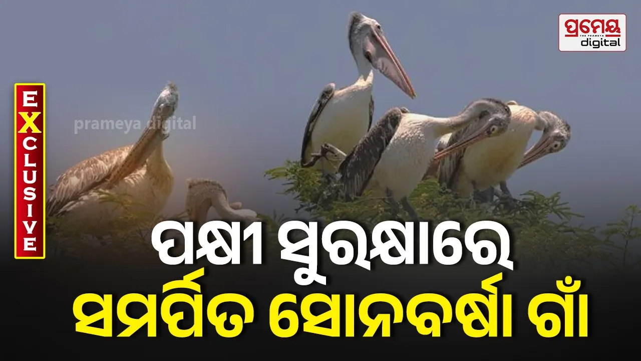 Bird conservation