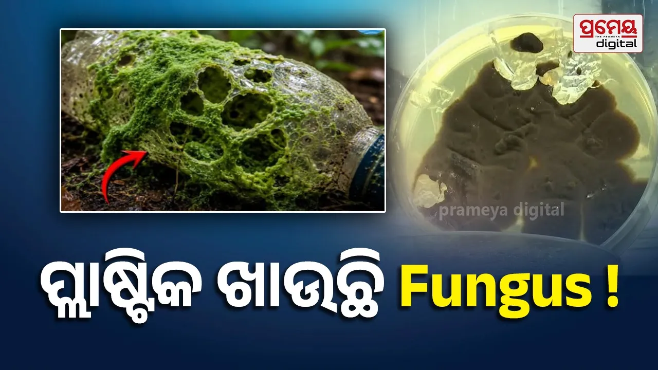 ପ୍ଲାଷ୍ଟିକର ହେବ ଅନ୍ତ ! ପଲିଥିନ୍ ବ୍ୟାଗ୍ ଓ ବୋତଲକୁ ଖାଇଦେବ Amazon fungus
