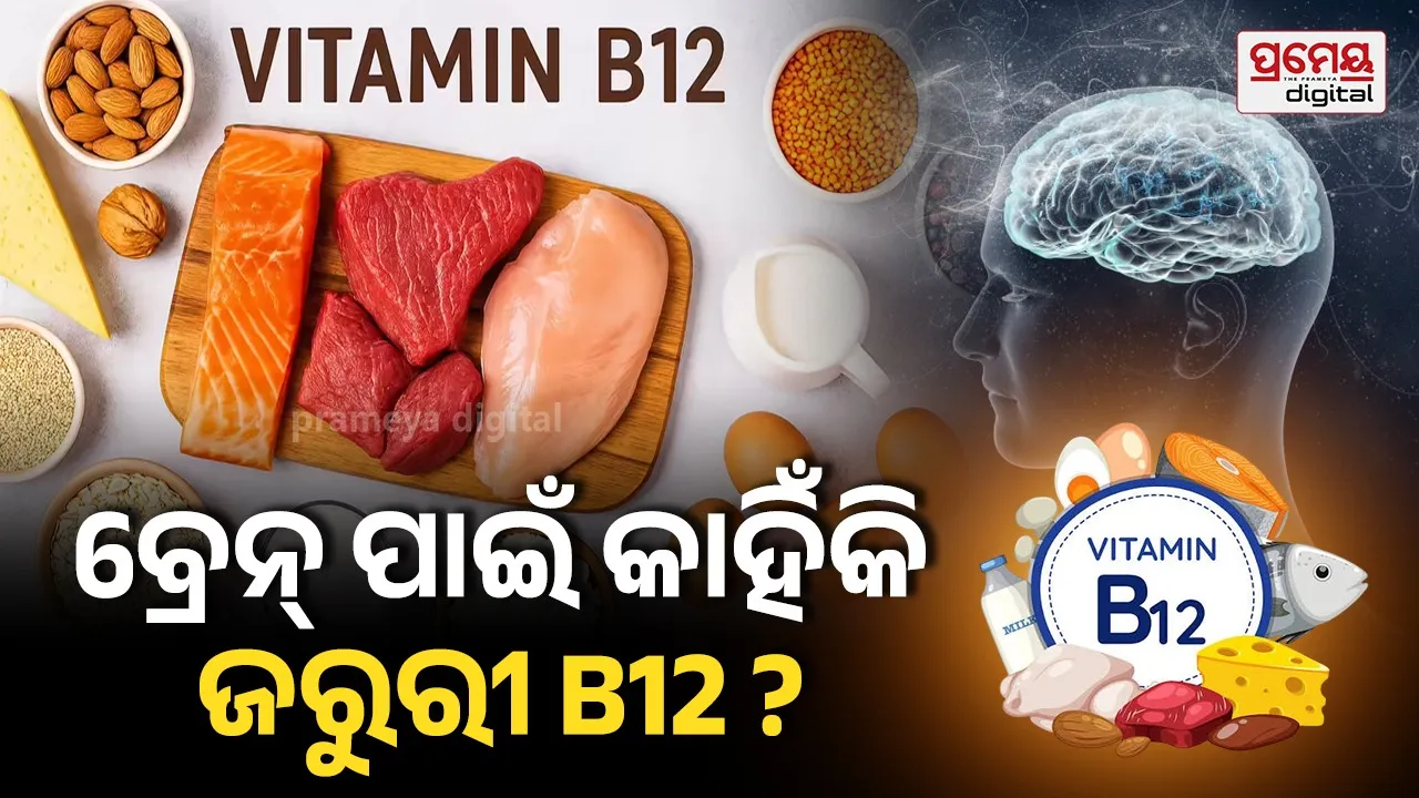 World Brain Day : କାହିଁକି ମସ୍ତିଷ୍କ ପାଇଁ ଜରୁରୀ B-12 ,ଜାଣନ୍ତୁ ବିଶେଷଜ୍ଞ ମତ ..