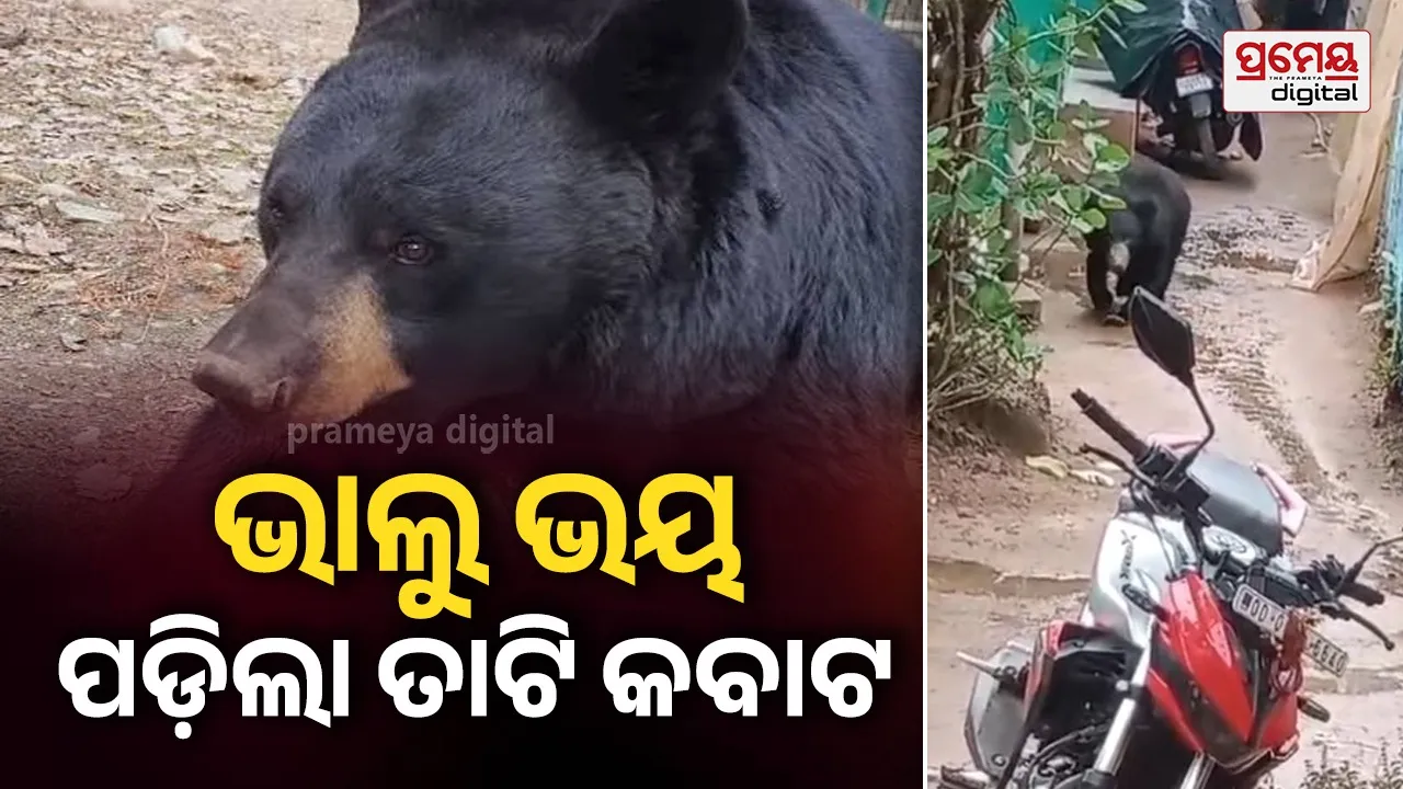 Bear Terror : ଦିନଦ୍ବିପହରେ ବୁଲୁଛି ଭାଲୁ ,ଭୟରେ ଗାଁ ଲୋକେ..