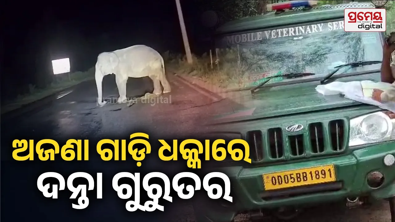 Elephant
