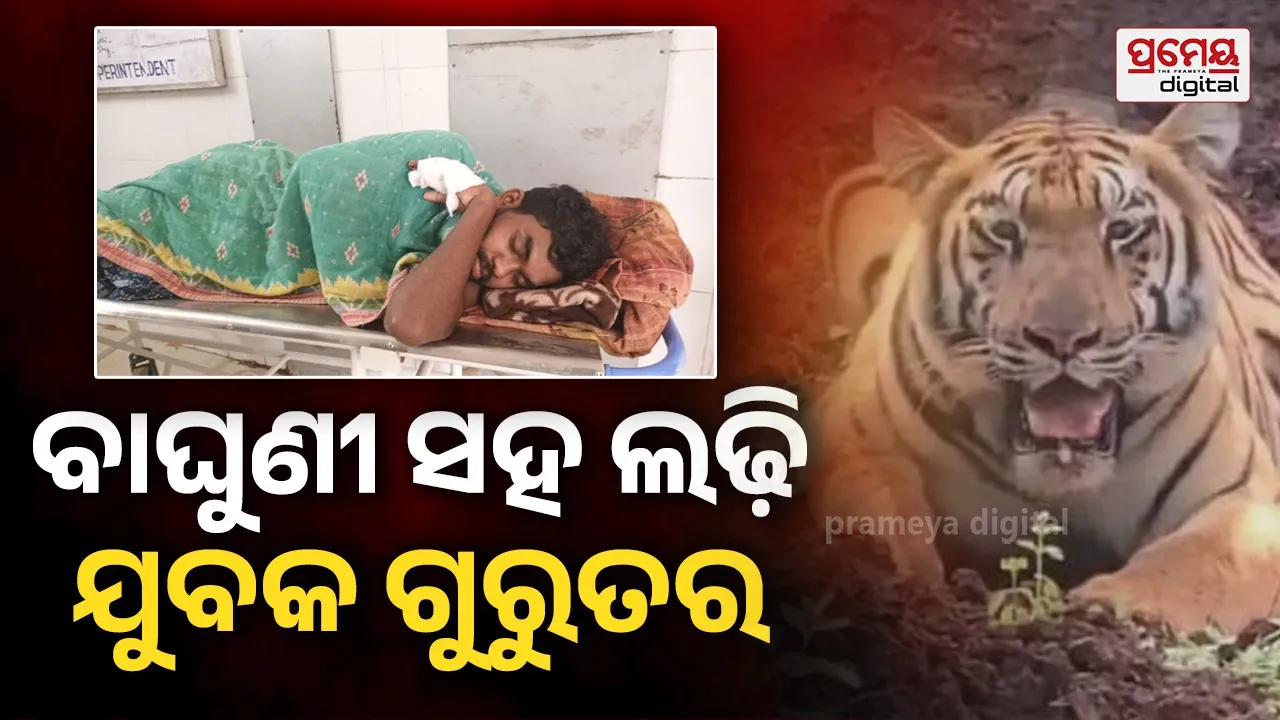 କୂଲଡିହା ଅଭୟାରଣ୍ୟରେ ବାଘୁଣୀ ଯମୁନା ସହ ଲଢ଼ି ଯୁବକ ଗୁରୁତର