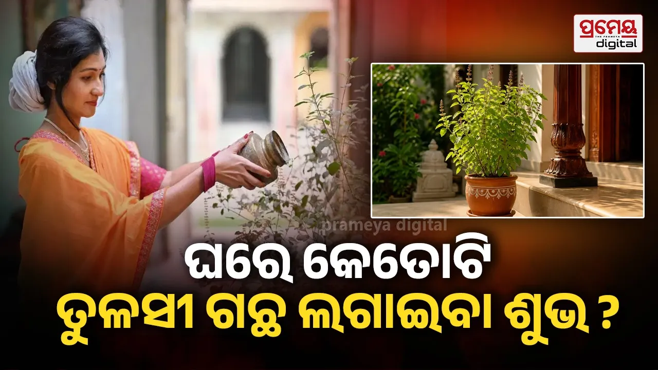 Tulsi plant Vastu guide : ଘରେ ଗୋଟିଏରୁ ଅଧିକ ତୁଳସୀ ଗଛ ଲଗାଇ ପାରିବେ କି ? ଜାଣନ୍ତୁ ଏହାକୁ ନେଇ କ'ଣ କହେ ବାସ୍ତୁ ଶାସ୍ତ୍ର