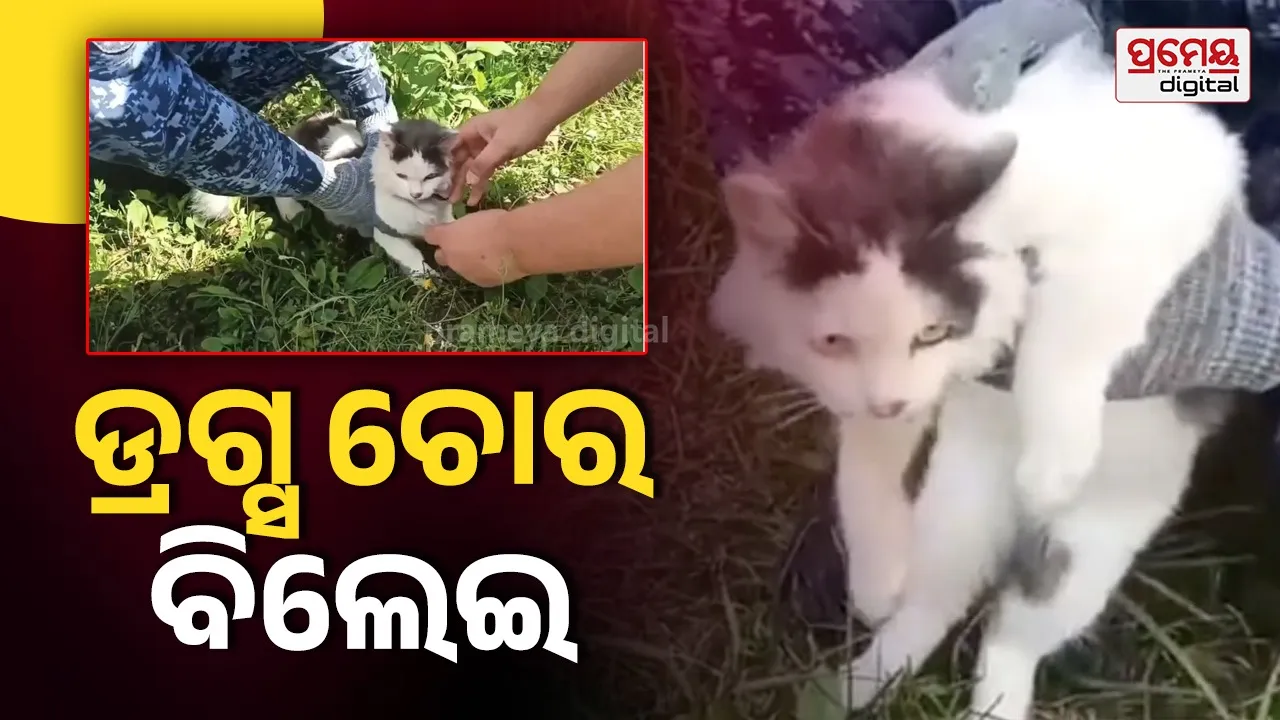 cat smuggling drugs