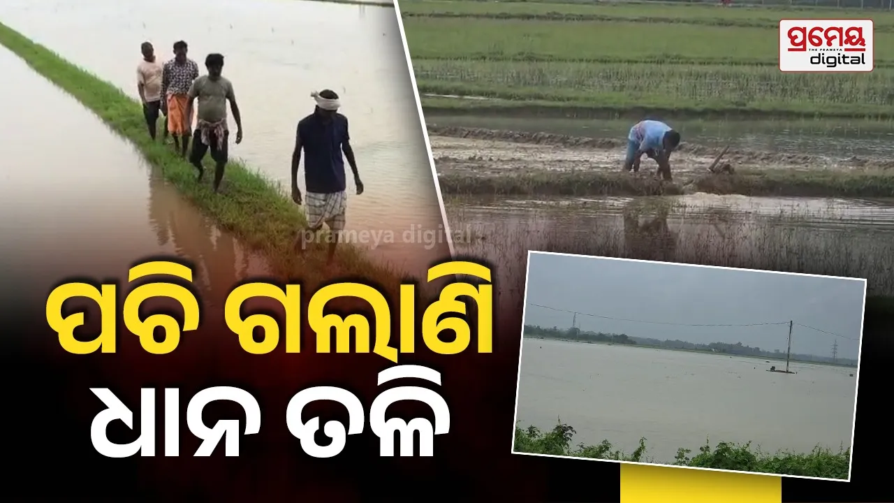 Waterlogged fields : ଚାଷୀଙ୍କ ଉପରେ ଦାଉ ସାଧୁଛି ଅବିଶ୍ରାନ୍ତ ବର୍ଷା, ଜମିରେ ଲହଡ଼ି ମାରୁଛି ଆଣ୍ଠୁଏ ଆଣ୍ଠୁଏ ପାଣି, ପଚିଗଲାଣି ଧାନ ତଳି 