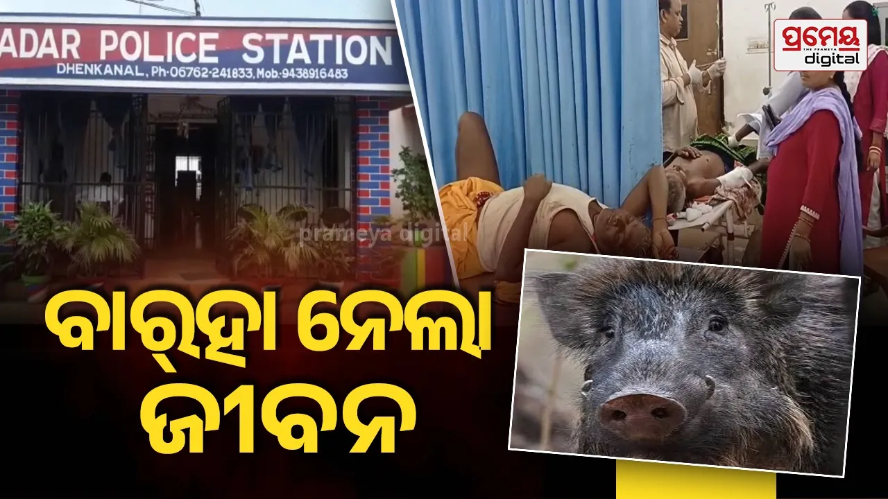 Wild Boar Attack in Dhenkanal