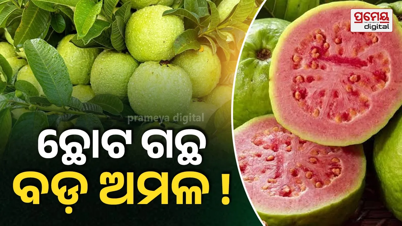 Grow grafted guava in pots