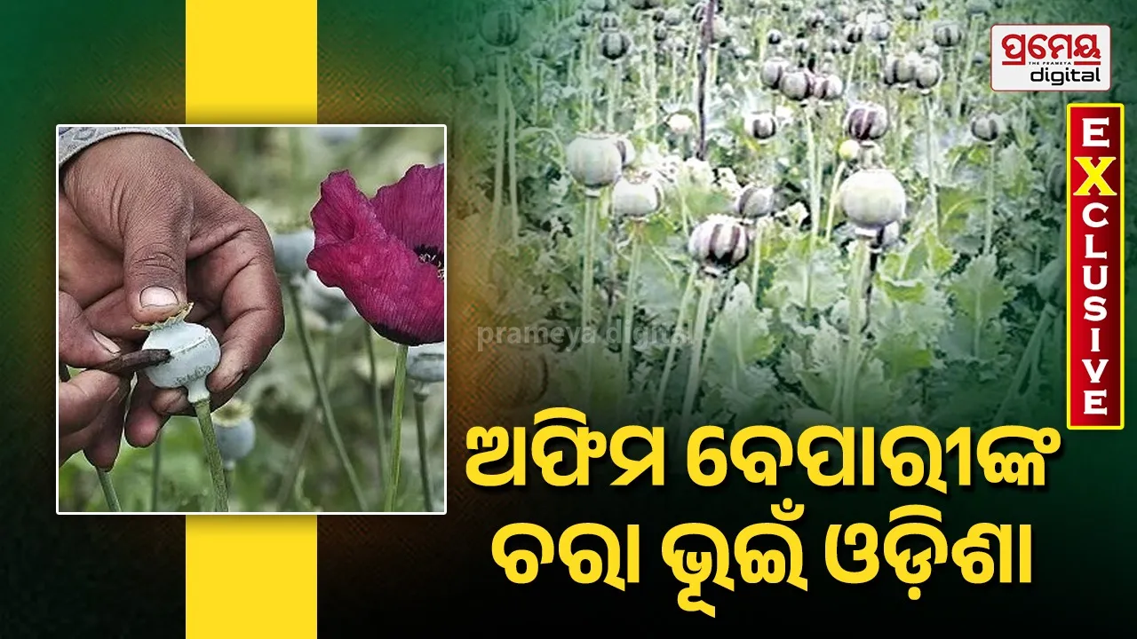 Opium Framing: ଓଡ଼ିଶାରେ ଅଫିମ ଚାଷ, ନିୟୋଜିତ ହେଉଛନ୍ତି ଝାଡ଼ଖଣ୍ଡ ଶ୍ରମିକ, ଦୋଷ ମୁଣ୍ଡାଇବାକୁ ନାରାଜ ବନ, ରାଜସ୍ୱ, ଅବକାରୀ ଓ ପୁଲିସ