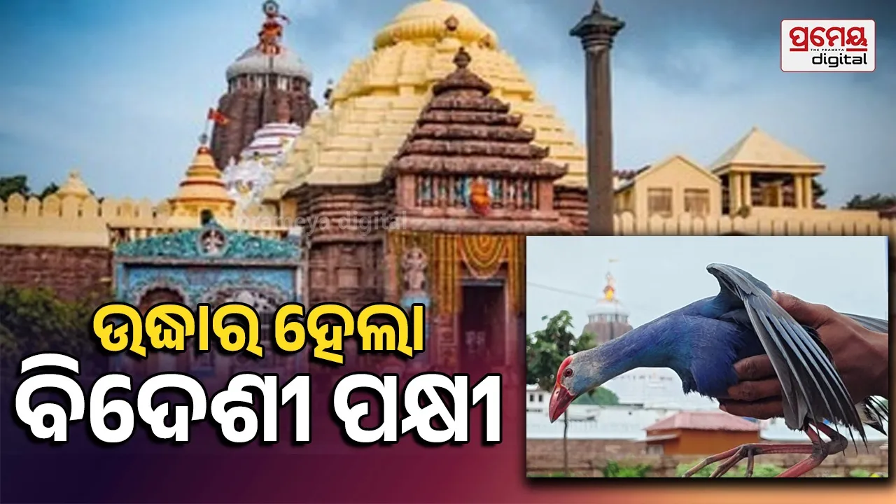 ଶ୍ରୀମନ୍ଦିର ନିକଟରୁ ବିଦେଶୀ ପକ୍ଷୀ ଉଦ୍ଧାର