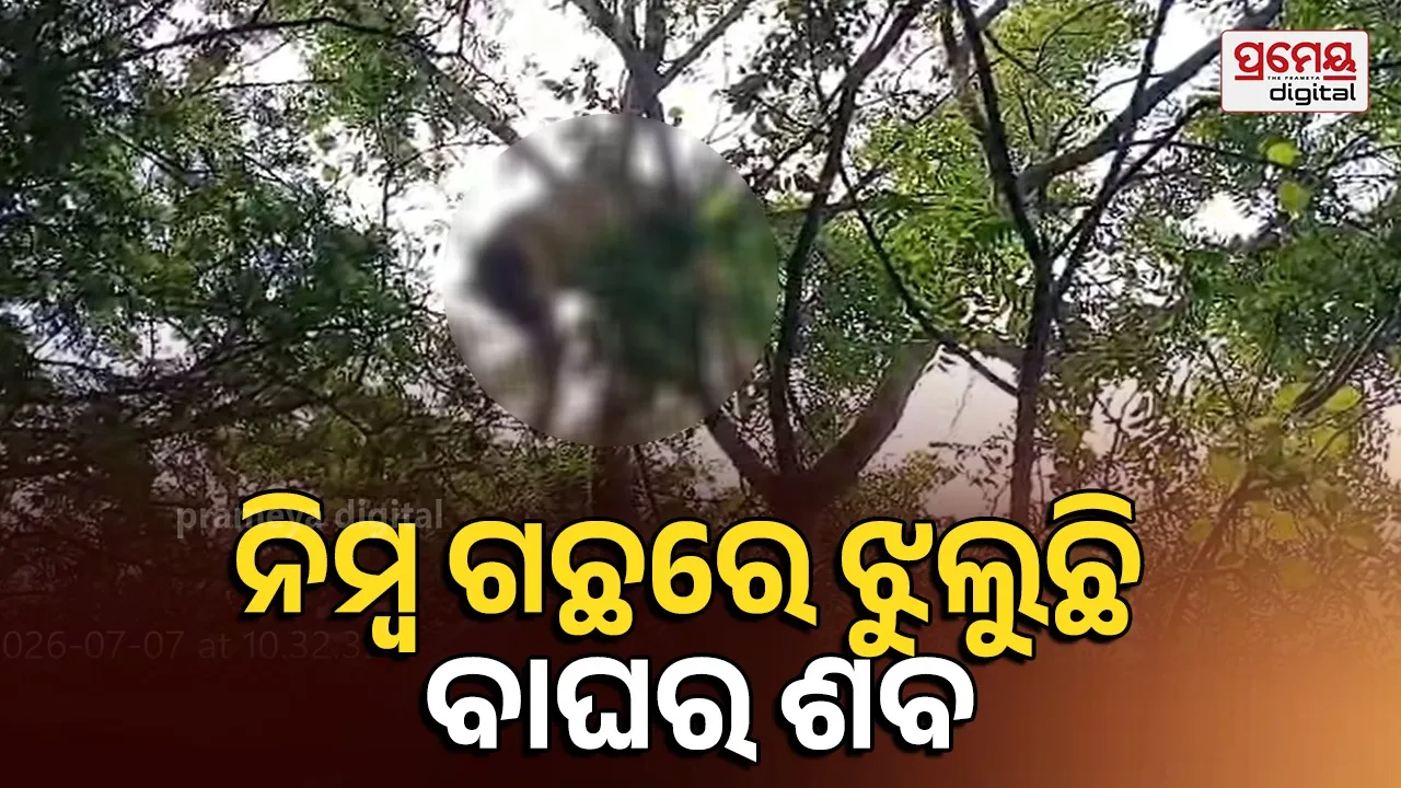 tiger death