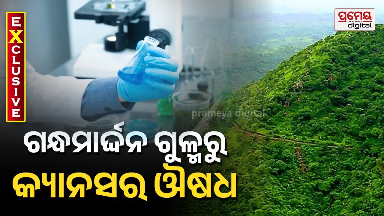 Gandhamardan medicinal plant : ଗନ୍ଧମାର୍ଦ୍ଦନ ଗୁଳ୍ମରୁ ତିଆରି ହେଲା କ୍ୟାନସର ଔଷଧ, ମୂଷା ଦେହରେ ସଫଳ ପରୀକ୍ଷଣ