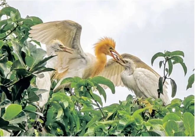 bird